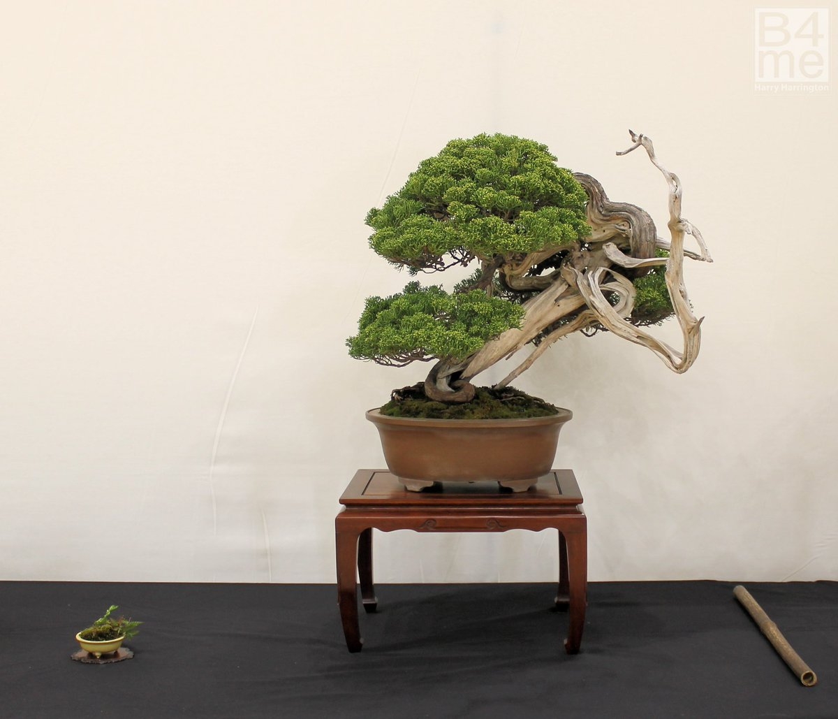 #bonsai #tree #juniper #show #worldclass