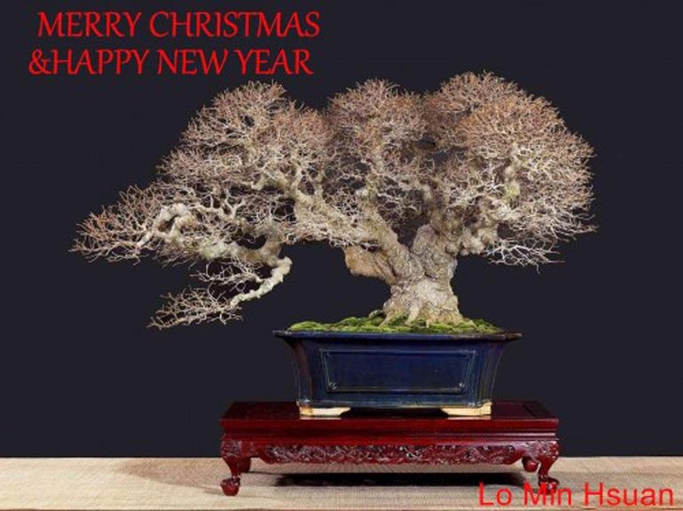 Bonsai Holiday Greetings from Another Place & Time | Bonsai Bark