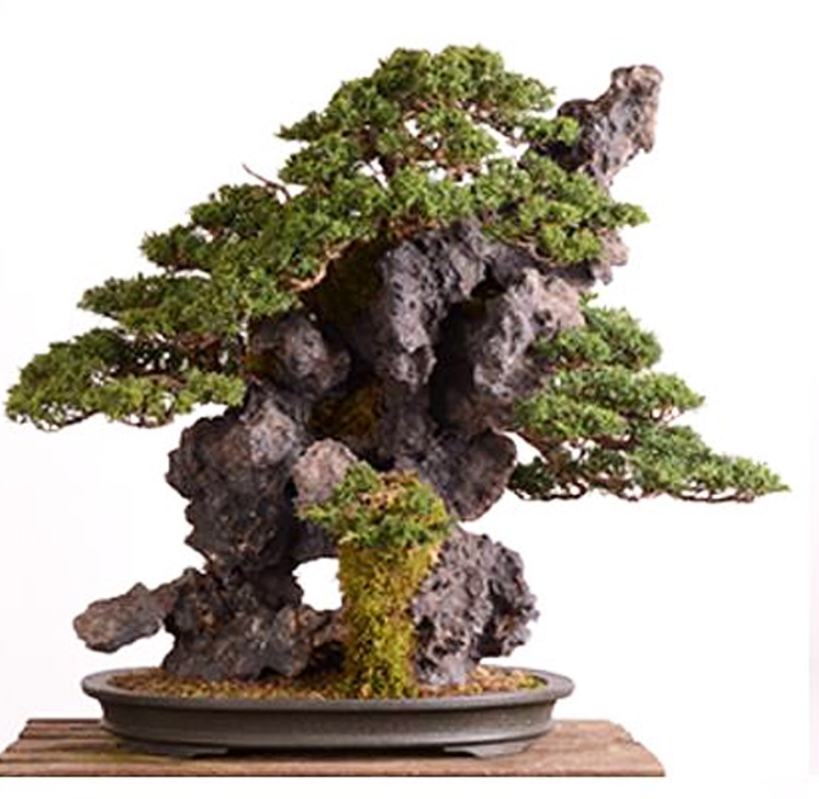 Something for Bonsai Rock Planting Lovers & Fans | Bonsai Bark