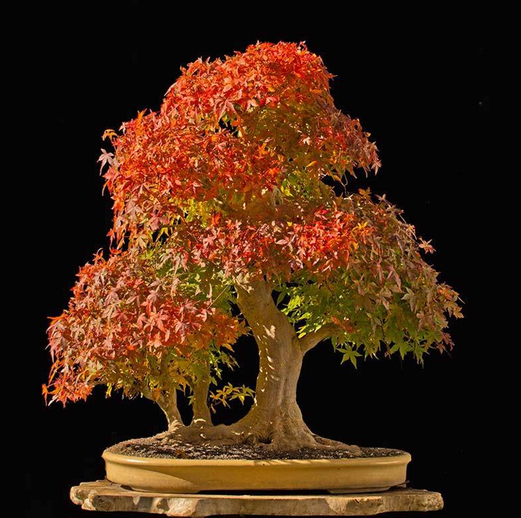 Feed Your Bonsai (They Don’t Survive on Water, Light and Love Alone) | Bonsai Bark