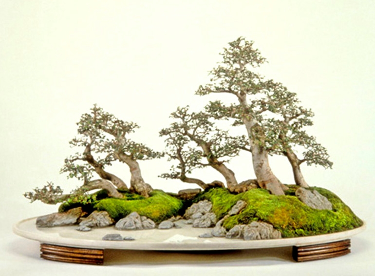 A Little Bonsai History | Bonsai Bark
