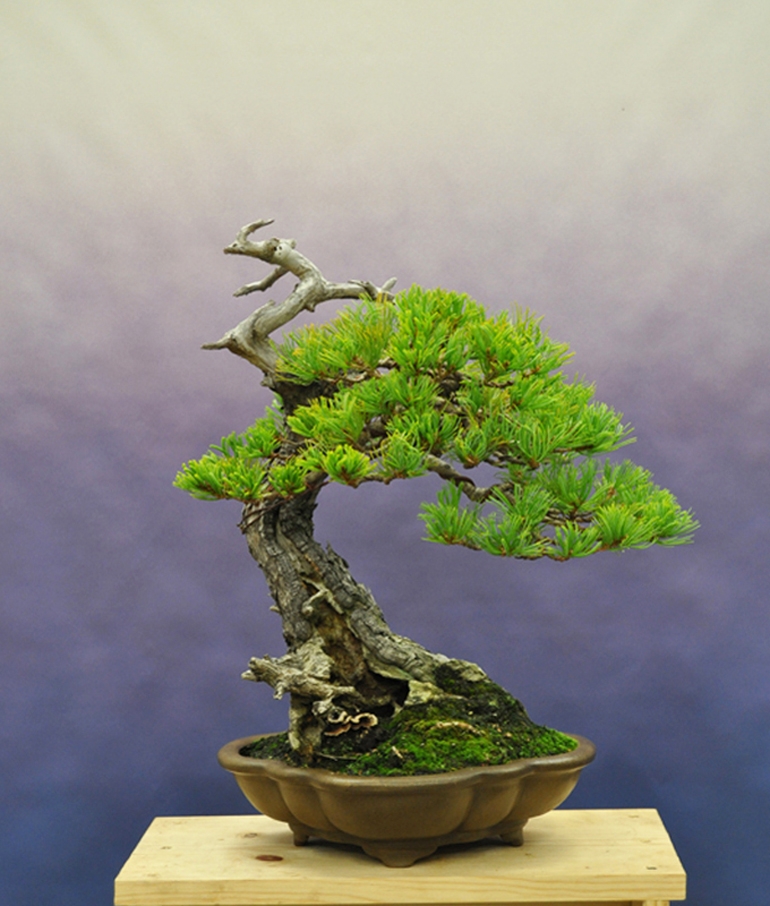 American Bonsai Originals | Bonsai Bark