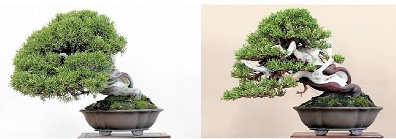 Two Before & After Bonsai – Juniper & Pine | Bonsai Bark