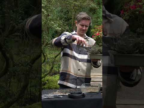 Can a Heather become a Bonsai tree? #bonsai #heather #diy #diycrafts #bonsaitree