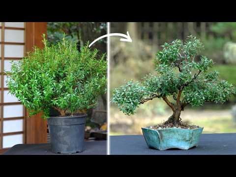 From nursery stock to Bonsai — Myrtle transformation (2.5 years)