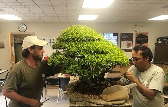 Maintaining a Ficus mound | National Bonsai Foundation