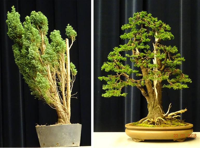 Bonsai Before & After – a Six Week Transformation | Bonsai Bark