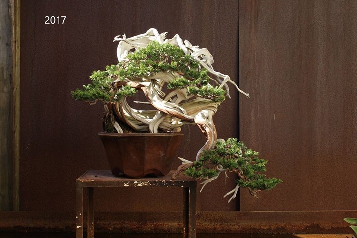 In 3.5 weeks the Generation Bonsai exhibition will