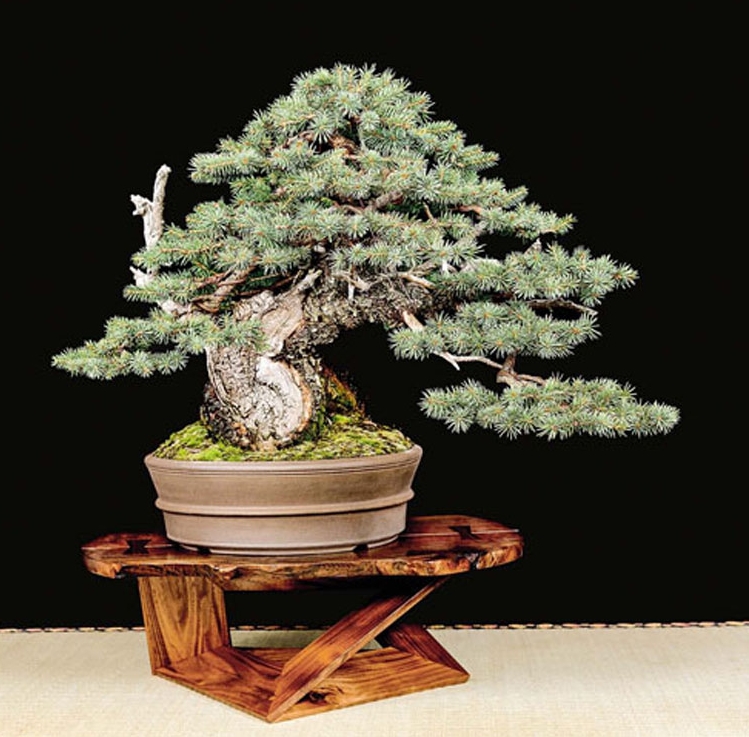 Time to Make Your Plans for a Celebration of American Bonsai | Bonsai Bark
