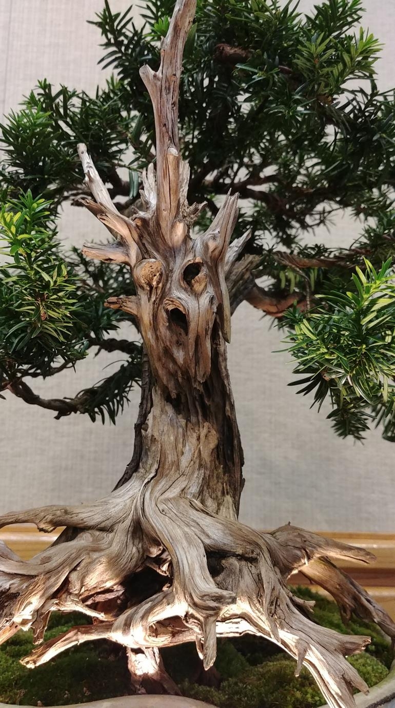 Monster Mash | Bonsai Bark