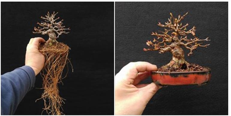 What Was Missing? | Bonsai Bark