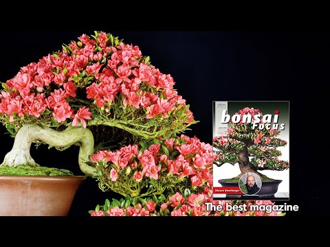 BONSAI FOCUS, the magazine for Bonsai lovers