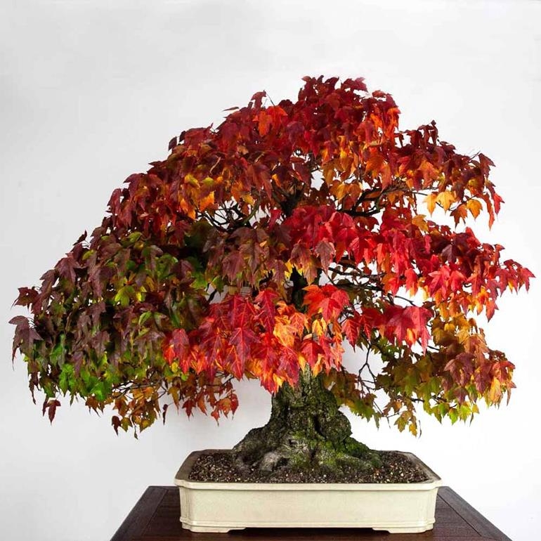 A Dangerously Beautiful Tree that Grows Against all the Rules of Bonsai | Bonsai Bark