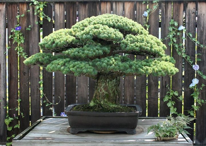 "The creation of a thousand forests is in one