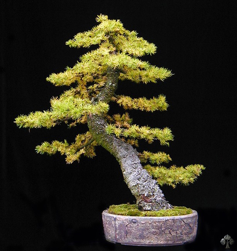 American Larch Season | Bonsai Bark