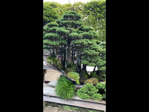 Kimura's Bonsai Garden #shorts #japan #livingart