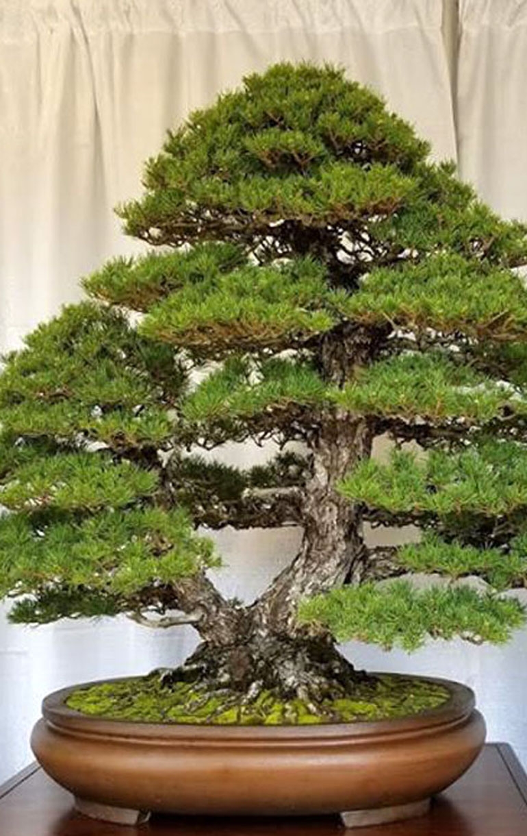See You at the Mid Atlantic Spring Bonsai Festival | Bonsai Bark