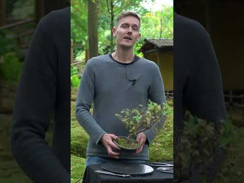 Creating a Hornbeam Bonsai #shorts