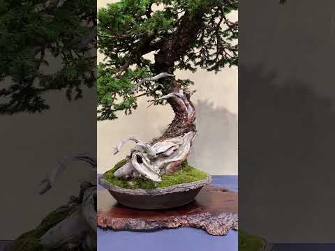 Trophy Bonsai exhibition (part 3) #art #bonsai