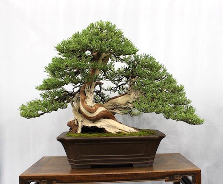 Two More Award Winning Bonsai Favorites | Bonsai Bark