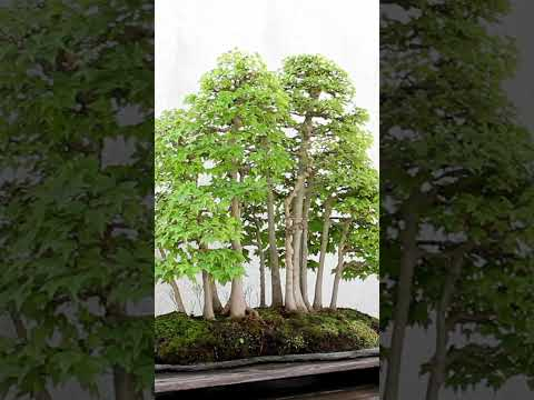 Bonsai, a living art #bonsai #washingtondc #art #garden