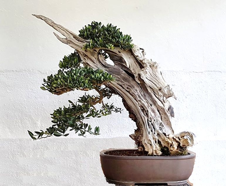 “JeJeJe” – One Very Impressive Olive & Two Others that Can Use Some Reviewing & Retouching | Bonsai Bark