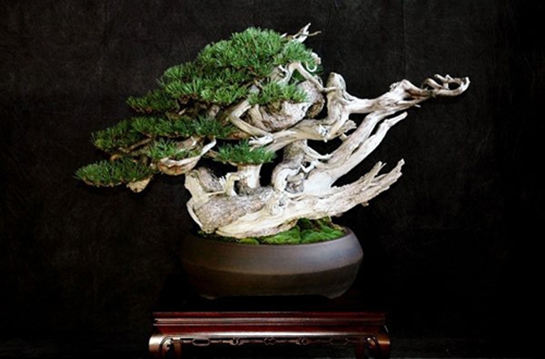 Bonsai Pirates – If you are reading this on any website or blog that is not ours, and is not attributed to us, then it has been pirated | Bonsai Bark