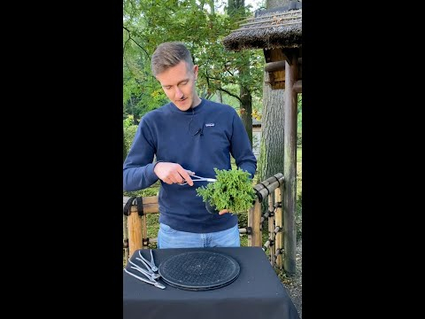 Designing a Japanese cedar Bonsai (Cryptomeria) #shorts #plants #diy #craft
