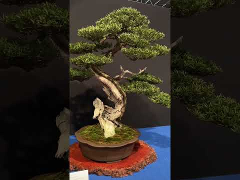 Trophy Bonsai exhibition (part 2)