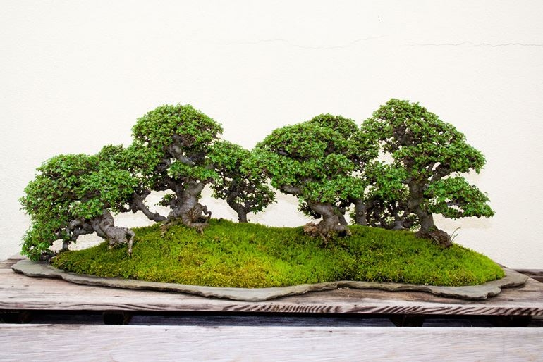 Mossy Bonsai Glade & Other Brilliant Forests | Bonsai Bark