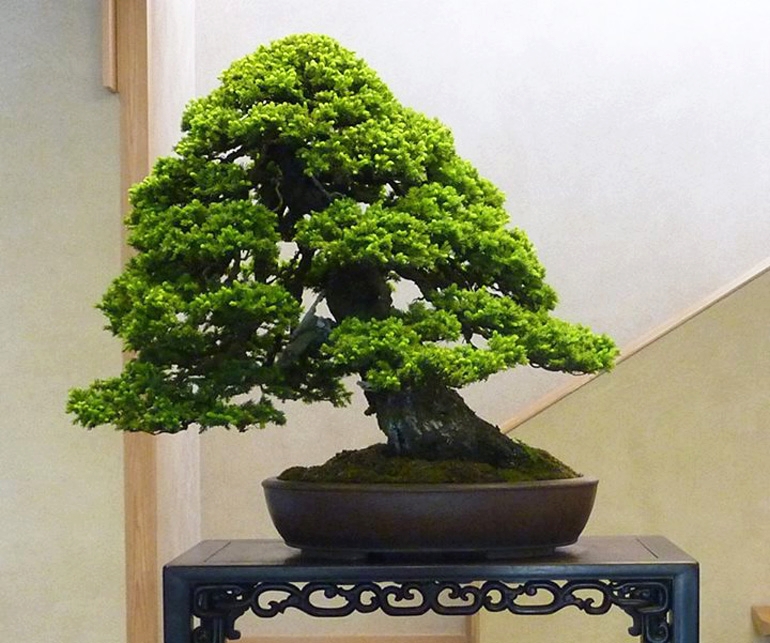 Spring Is Coming! Only About Twelve Weeks Until Our Bonsai Awaken | Bonsai Bark
