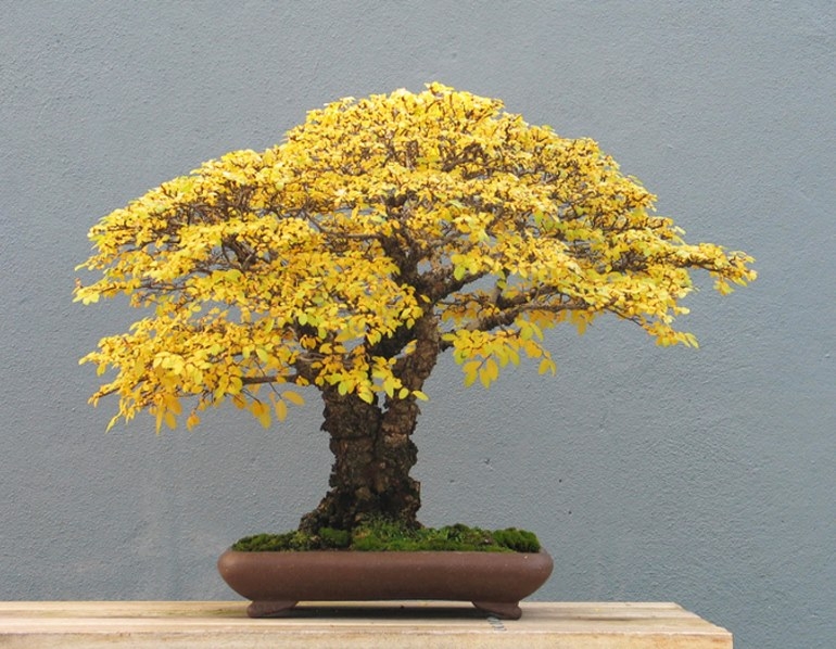 Bonsai Brilliance in Brooklyn | Bonsai Bark