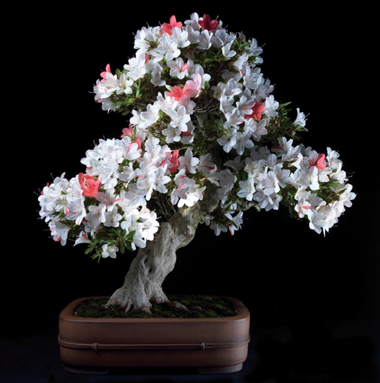 50% Bonsai Book Special Ends Wednesday Night – 30% off Special Also Ends | Bonsai Bark
