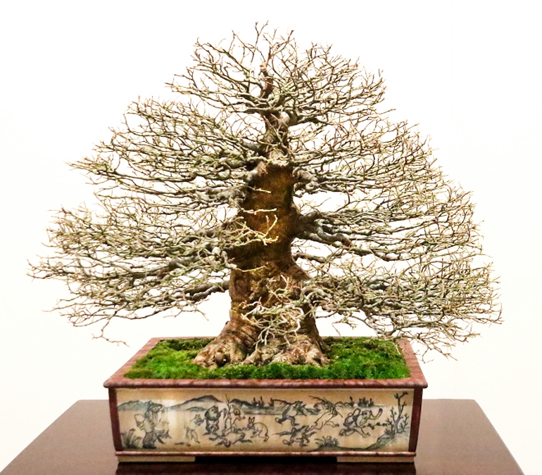 Old Bonsai Bones | Bonsai Bark