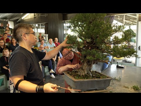 Masayuki Fujikawa styles a Taxus Bonsai