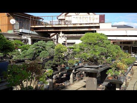 Tojuen Bonsai Garden