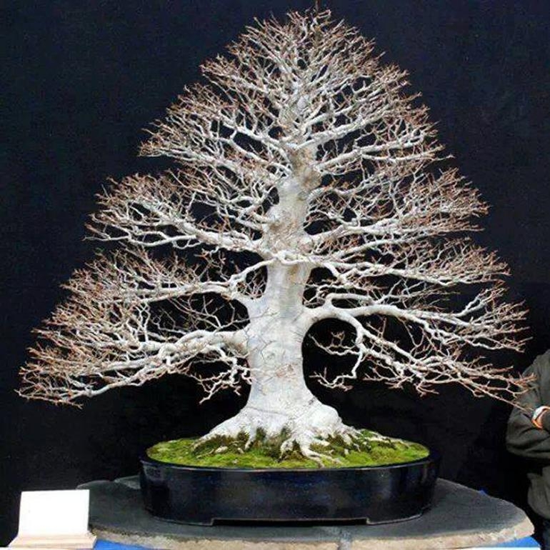 A Massive Bonsai Masterpiece | Bonsai Bark