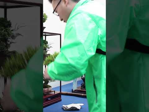 World Bonsai Convention #japanese #bonsai #art