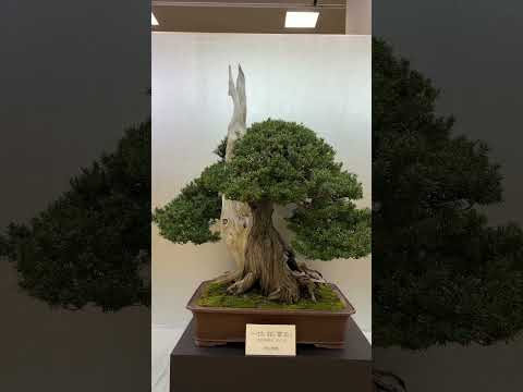 The Taikan-ten (2025) #bonsai #exhibition #art #livingart #kyoto #bonsai #fall