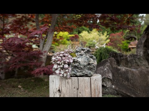 How to Make a Succulent Kusamono