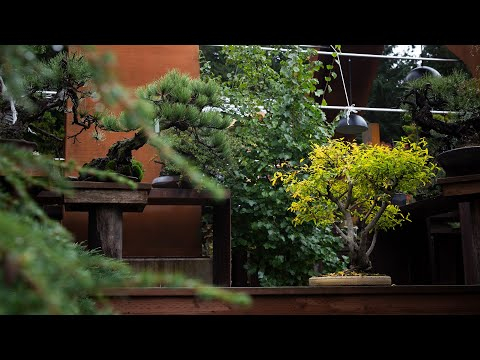 Twisted Pomegranate Bonsai Tree Progression