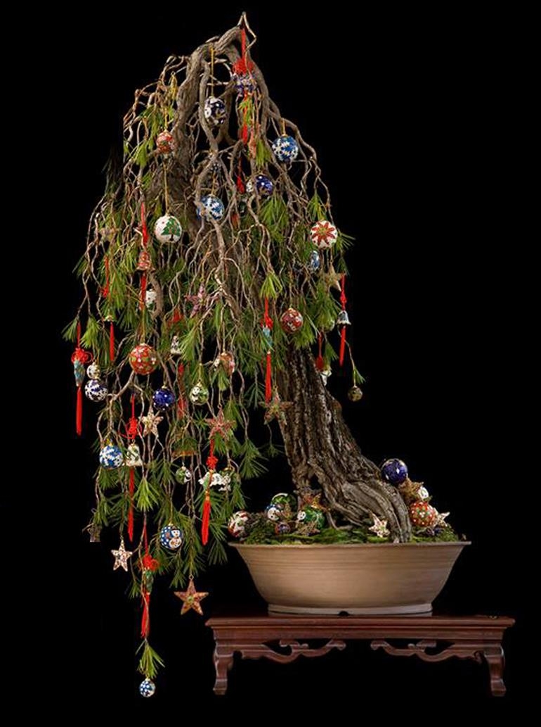 Happy Bonsai Holidays – Merry Bonsai Christmas | Bonsai Bark