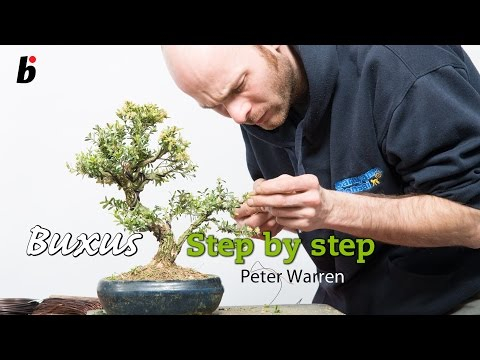 Step by step guide for BUXUS HARLANDII
