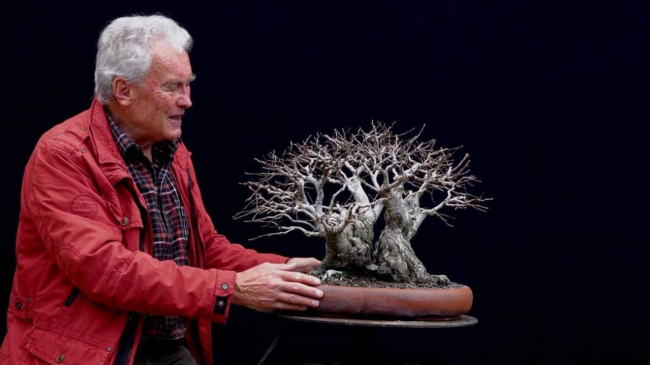Carpinus 'The Oak' collected 7 years ago in