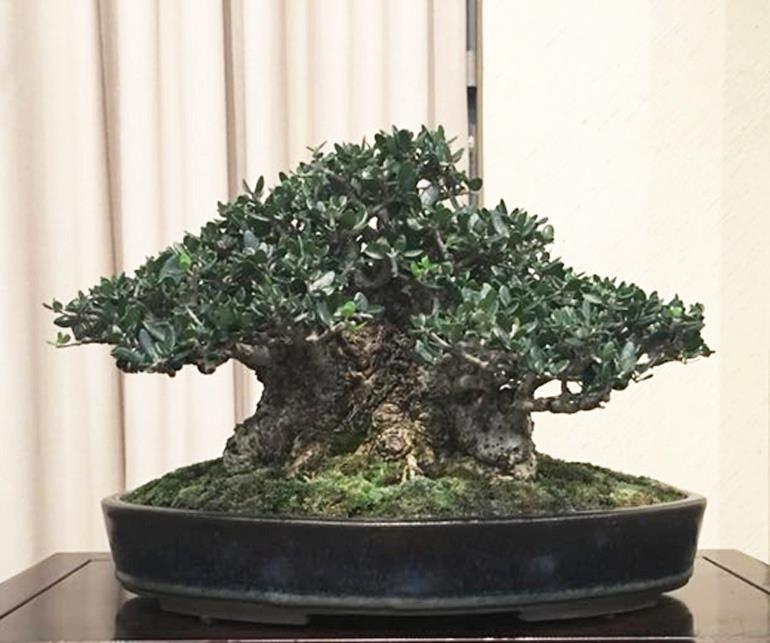 A Few Shots from the Asheville Bonsai Expo | Bonsai Bark