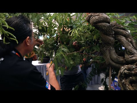 Mike Siow Bonsai demo