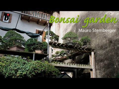 The bonsai garden of Mauro Stemberger