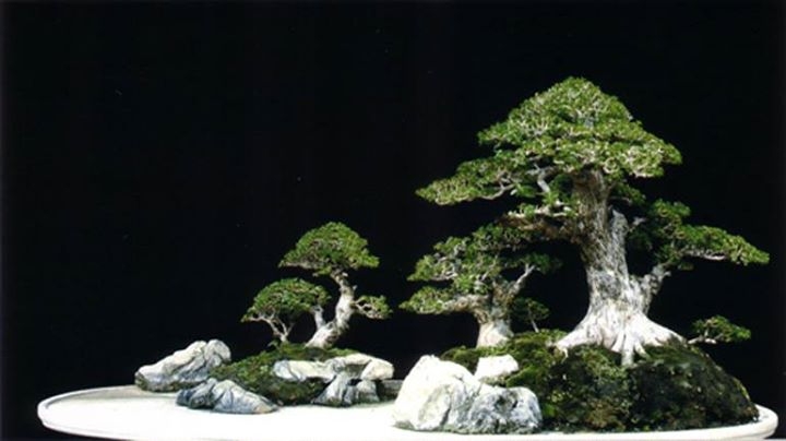 An Old Bonsai New Year see bonsaibark.com and