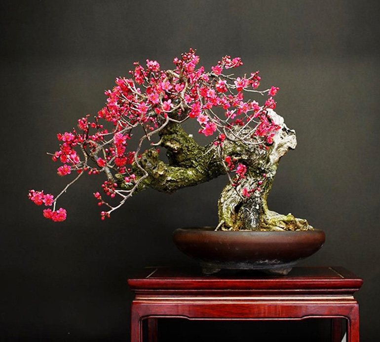 Bonsai Flowers, Snow & Nasty Bugs | Bonsai Bark