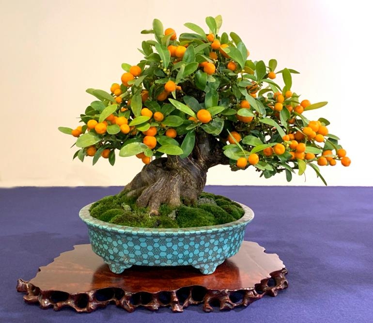 Kokufu Bonsai! It’s that Time of Year Again | Bonsai Bark